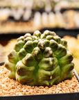 Gymnocalycium mihanovichii f. monstrose - Vivid Root