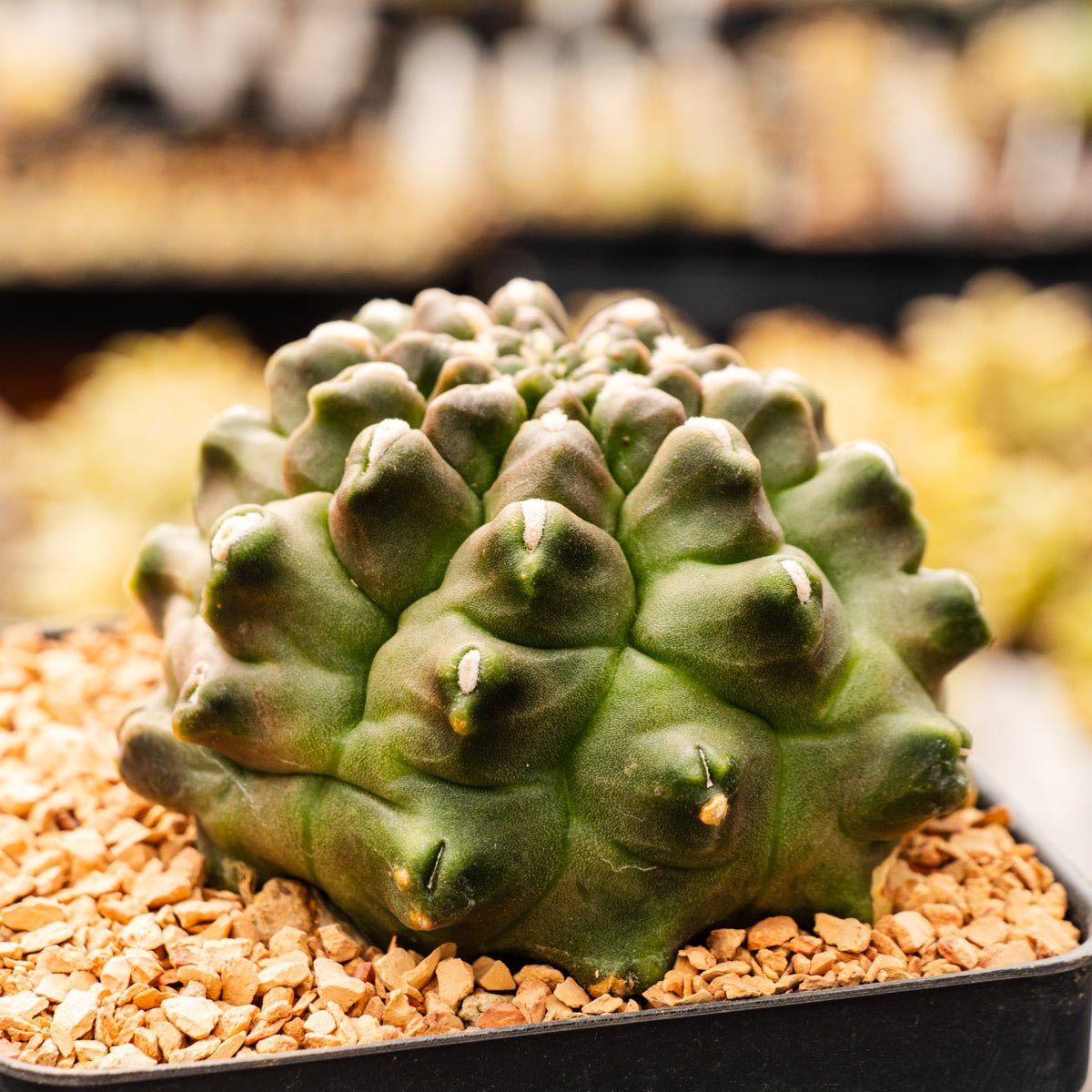 Gymnocalycium mihanovichii f. monstrose - Vivid Root