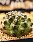 Gymnocalycium mihanovichii f. monstrose - Vivid Root