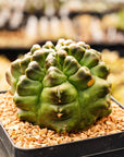 Gymnocalycium mihanovichii f. monstrose - Vivid Root