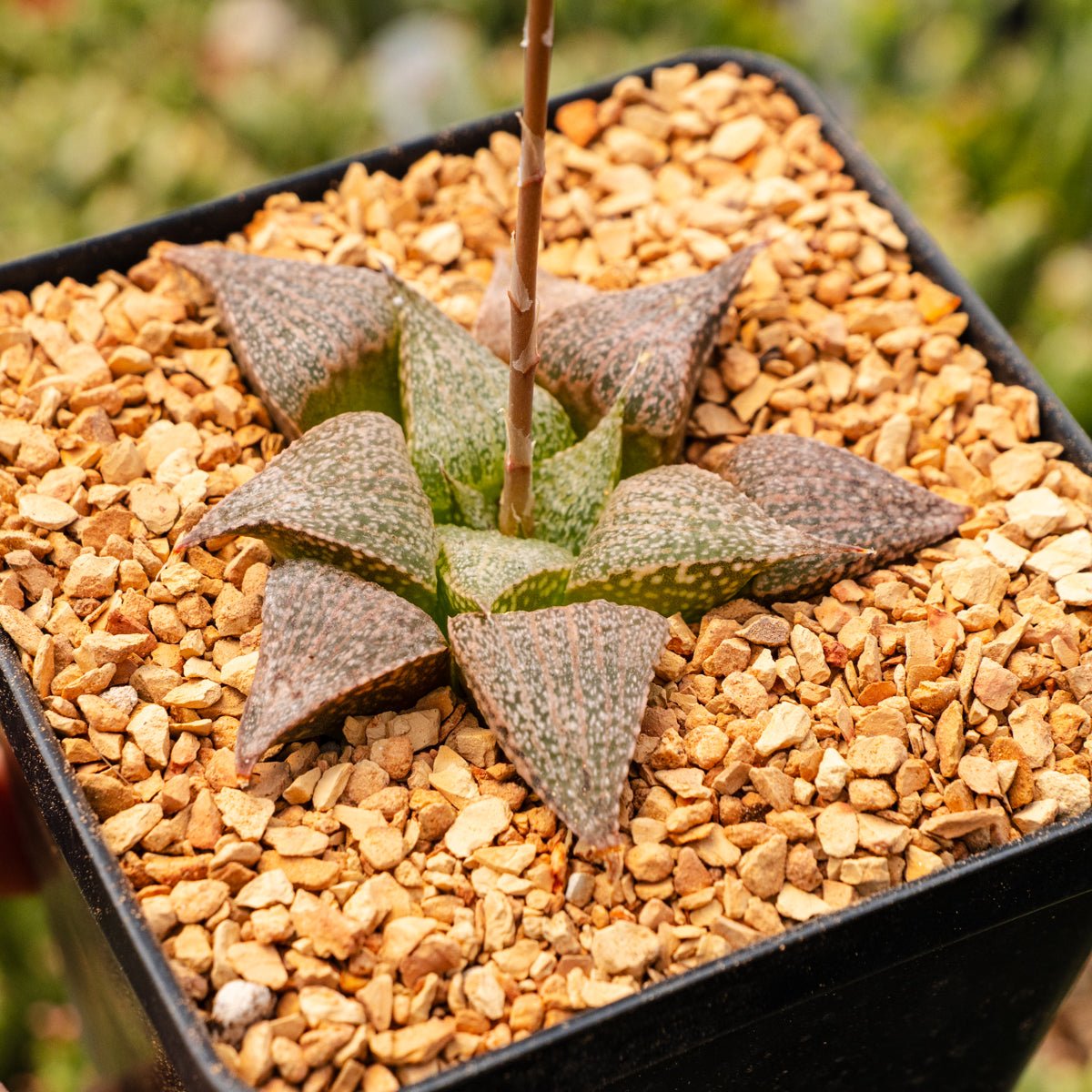 Haworthia 'Andromeda' - Vivid Root