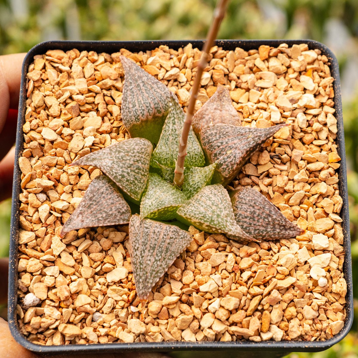 Haworthia 'Andromeda' - Vivid Root