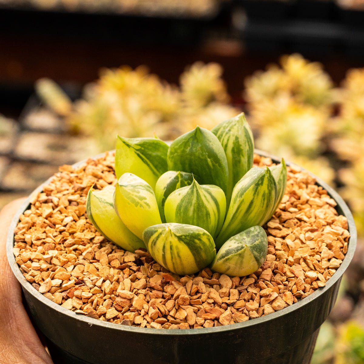 Haworthia cymbiformis f. variegata - Vivid Root