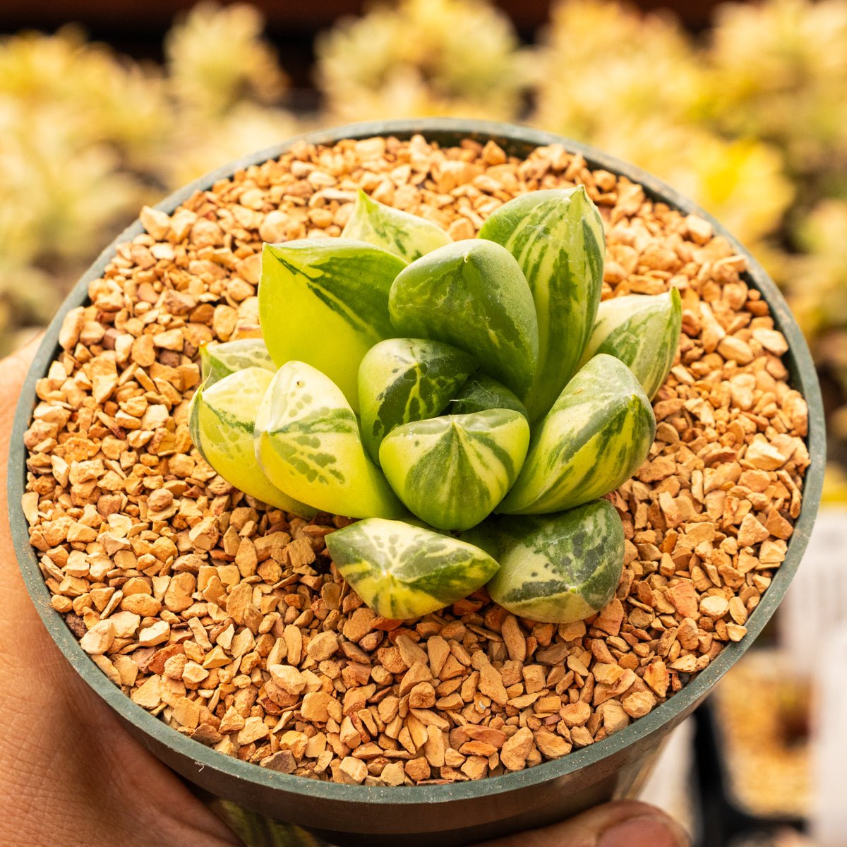Haworthia cymbiformis f. variegata - Vivid Root