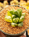 Haworthia cymbiformis f. variegata - Vivid Root