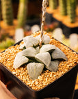Haworthia emelyae 'Blue' - Vivid Root