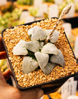 Haworthia emelyae 'Blue' - Vivid Root