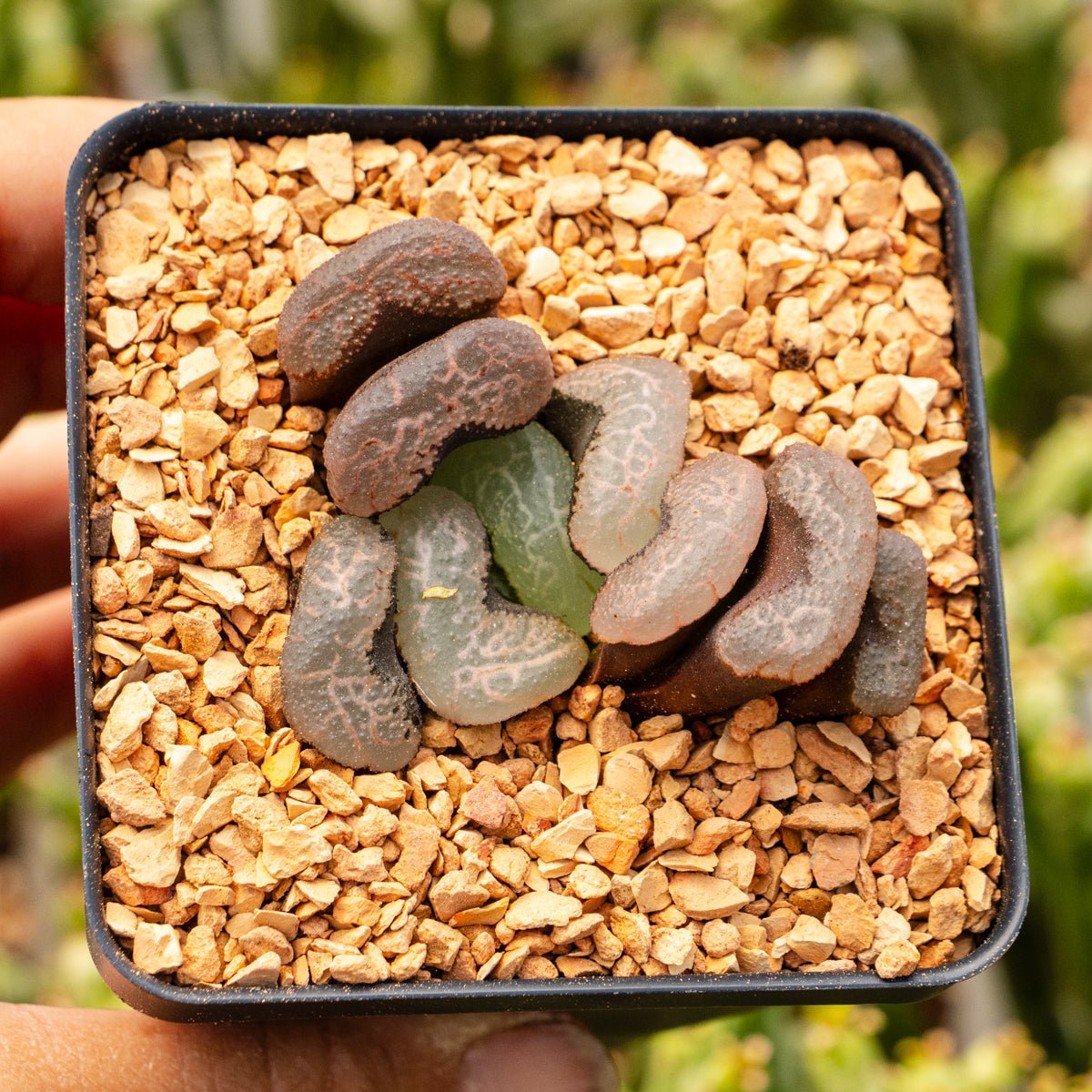 Haworthia 'Floating Algae' - Vivid Root