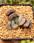 Haworthia 'Floating Algae' - Vivid Root