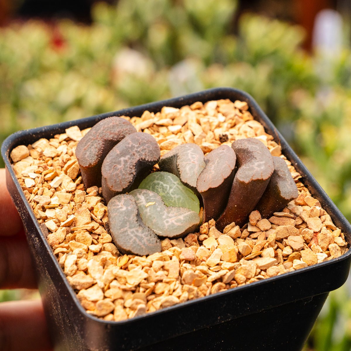 Haworthia 'Floating Algae' - Vivid Root