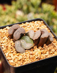 Haworthia 'Floating Algae' - Vivid Root