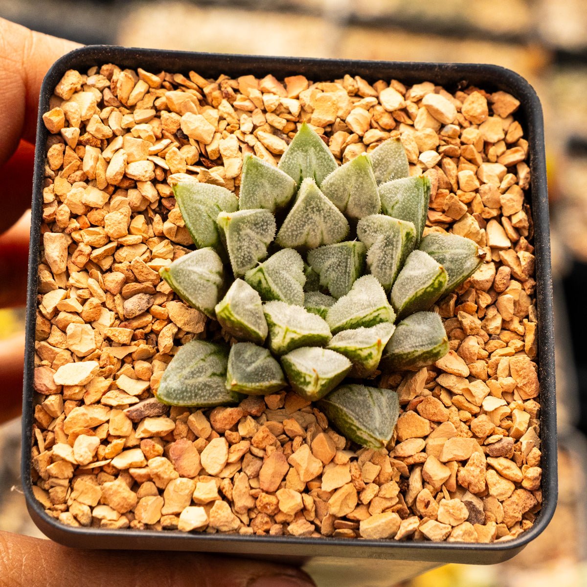Haworthia magnifica 'Love Life' - Vivid Root