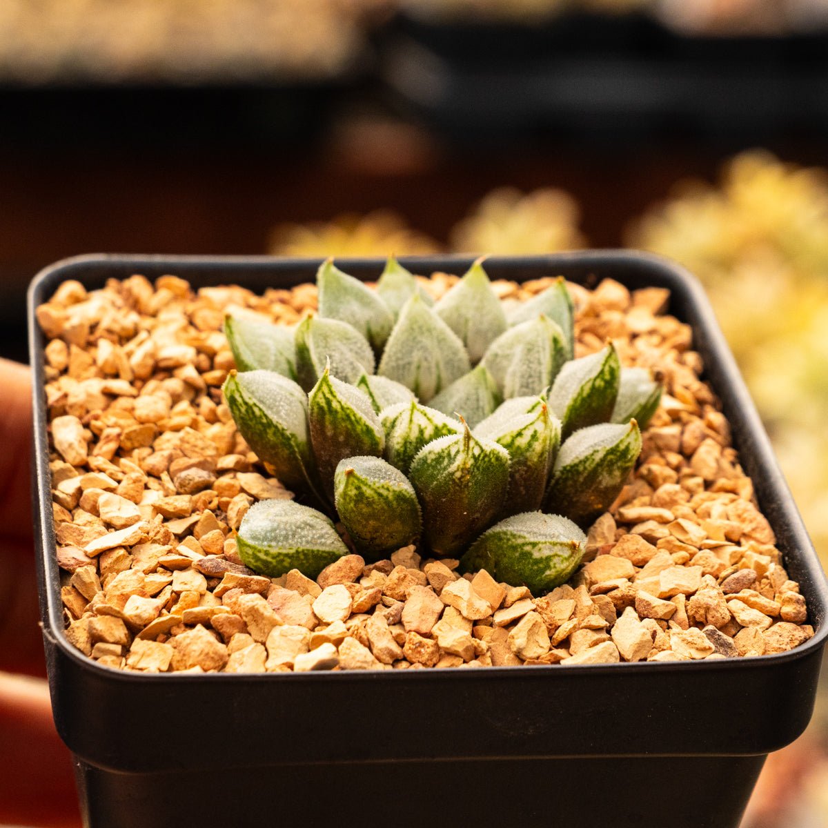 Haworthia magnifica 'Love Life' - Vivid Root