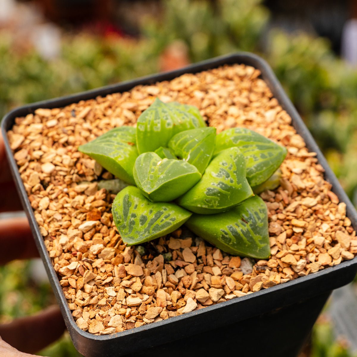 Haworthia 'Masquerade' - Vivid Root