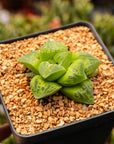 Haworthia 'Masquerade' - Vivid Root