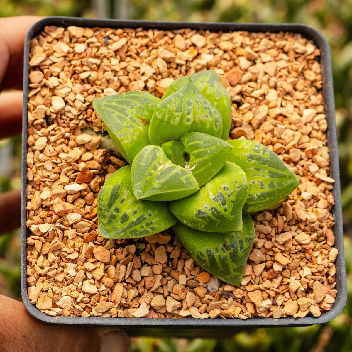 Haworthia 'Masquerade' - Vivid Root