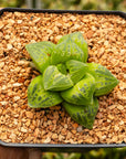 Haworthia 'Masquerade' - Vivid Root