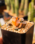 Haworthia maughanii 'Dragon' variegated | One & Only | A - Vivid Root