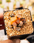 Haworthia maughanii 'Dragon' variegated | One & Only | A - Vivid Root
