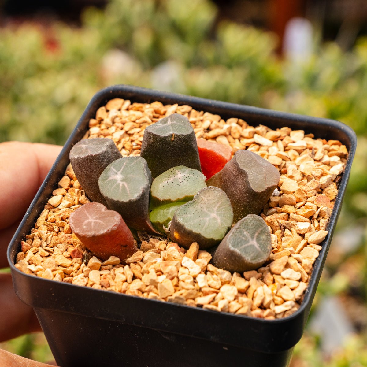 Haworthia maughanii 'Exploding Star' - Vivid Root