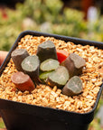 Haworthia maughanii 'Exploding Star' - Vivid Root