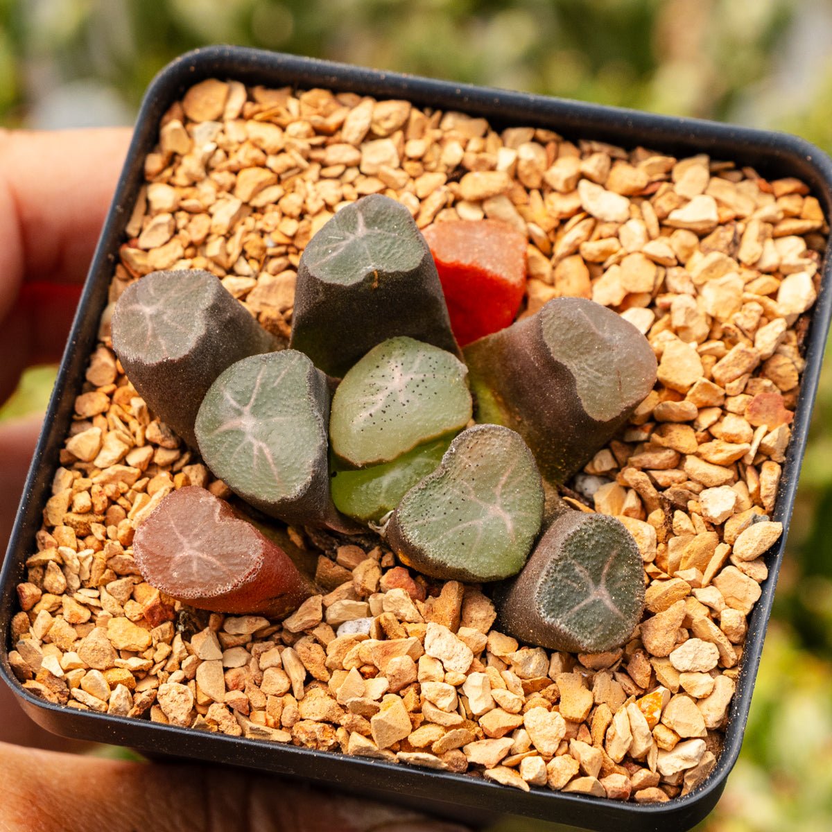 Haworthia maughanii 'Exploding Star' - Vivid Root