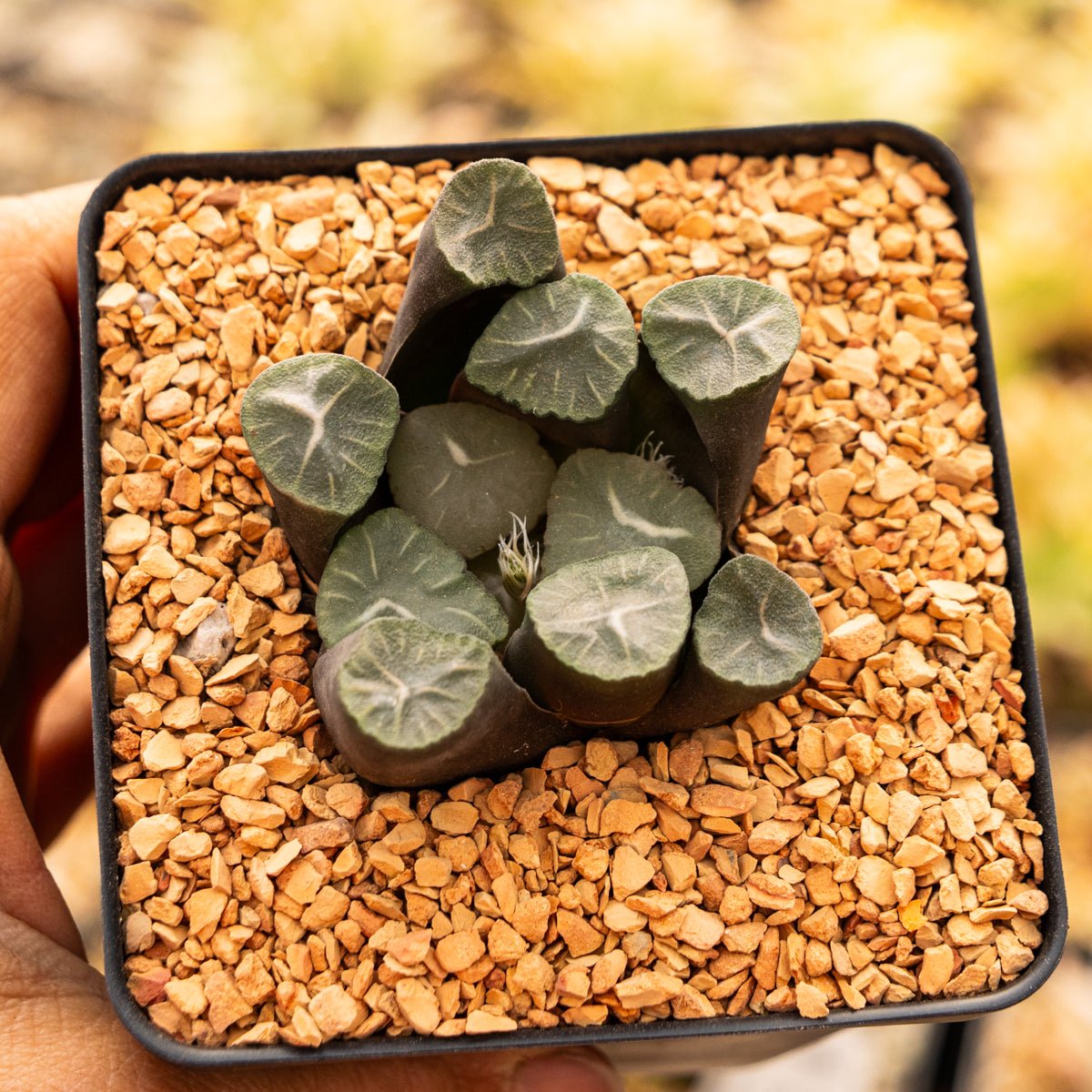Haworthia maughanii 'Mooncup' - Vivid Root