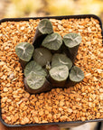 Haworthia maughanii 'Mooncup' - Vivid Root