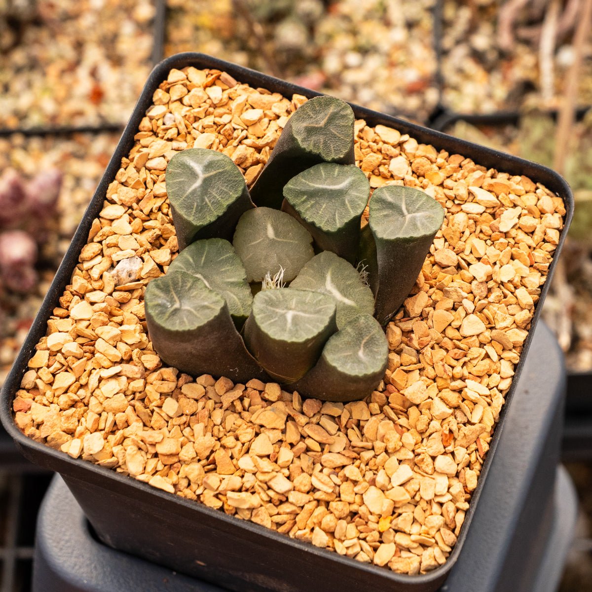 Haworthia maughanii 'Mooncup' - Vivid Root