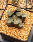 Haworthia maughanii 'Mooncup' - Vivid Root