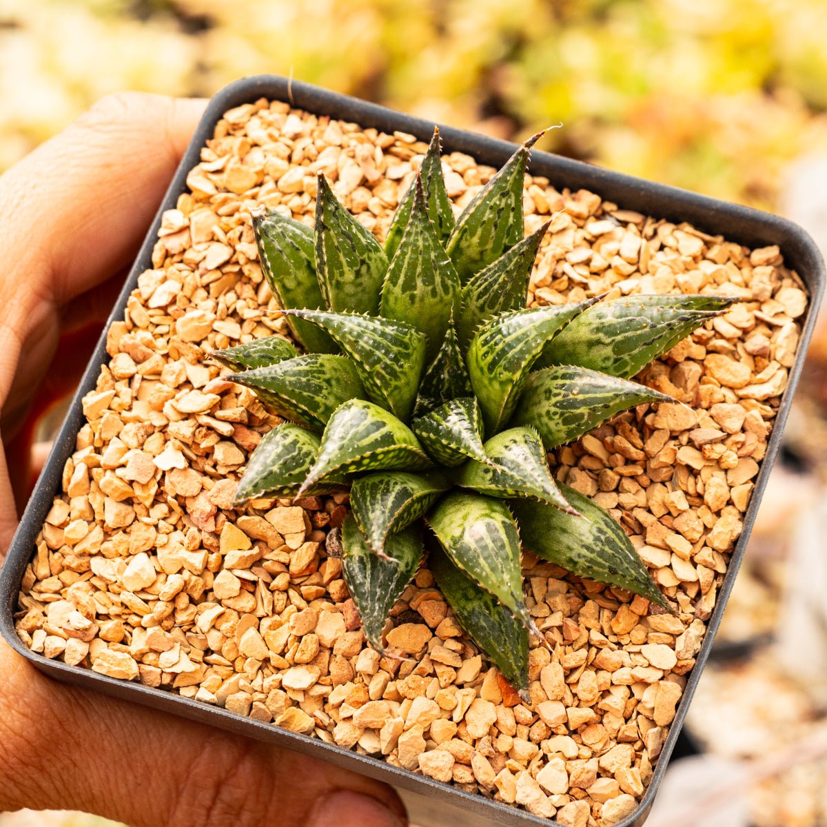 Haworthia mirabilis var. paradoxa - Vivid Root