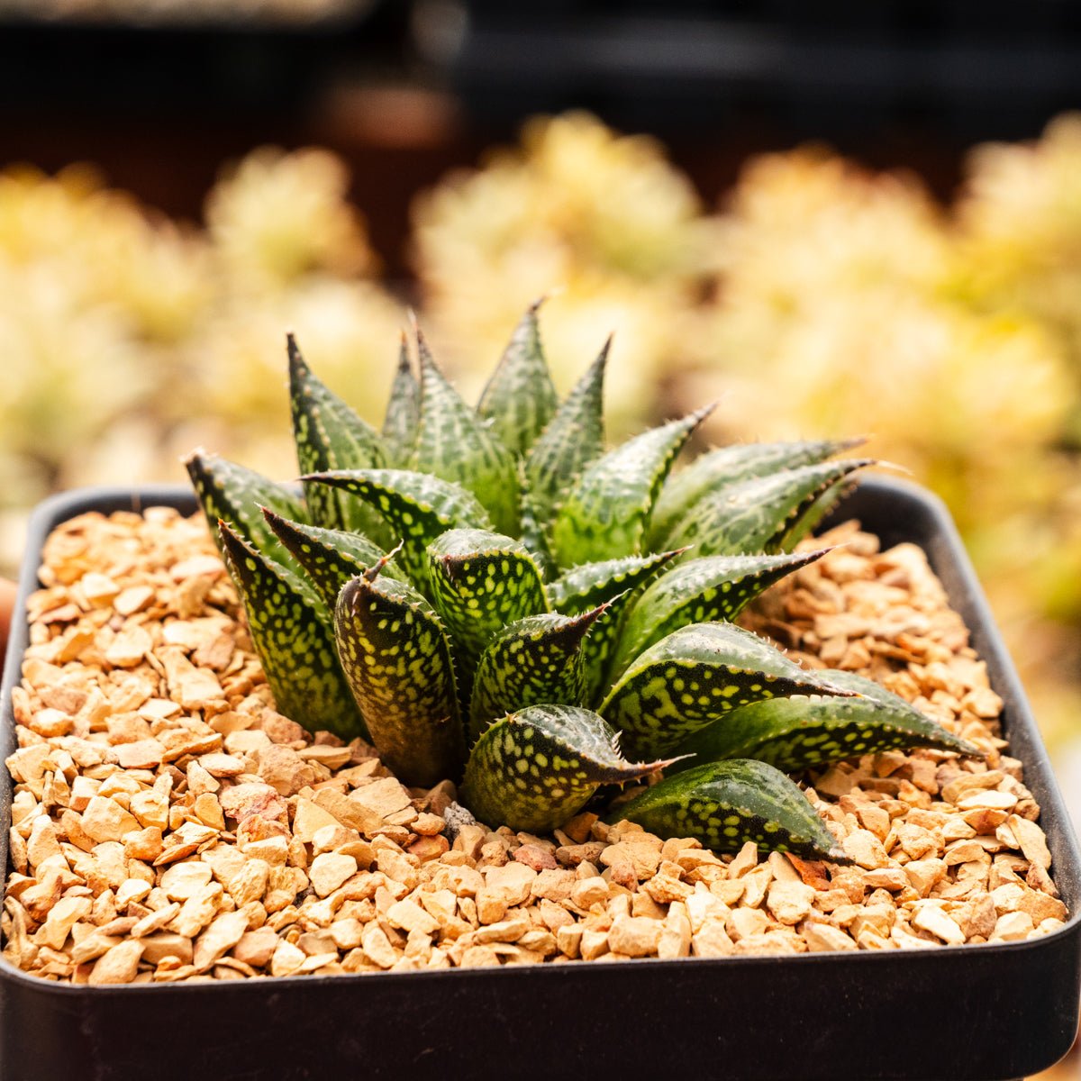 Haworthia mirabilis var. paradoxa - Vivid Root