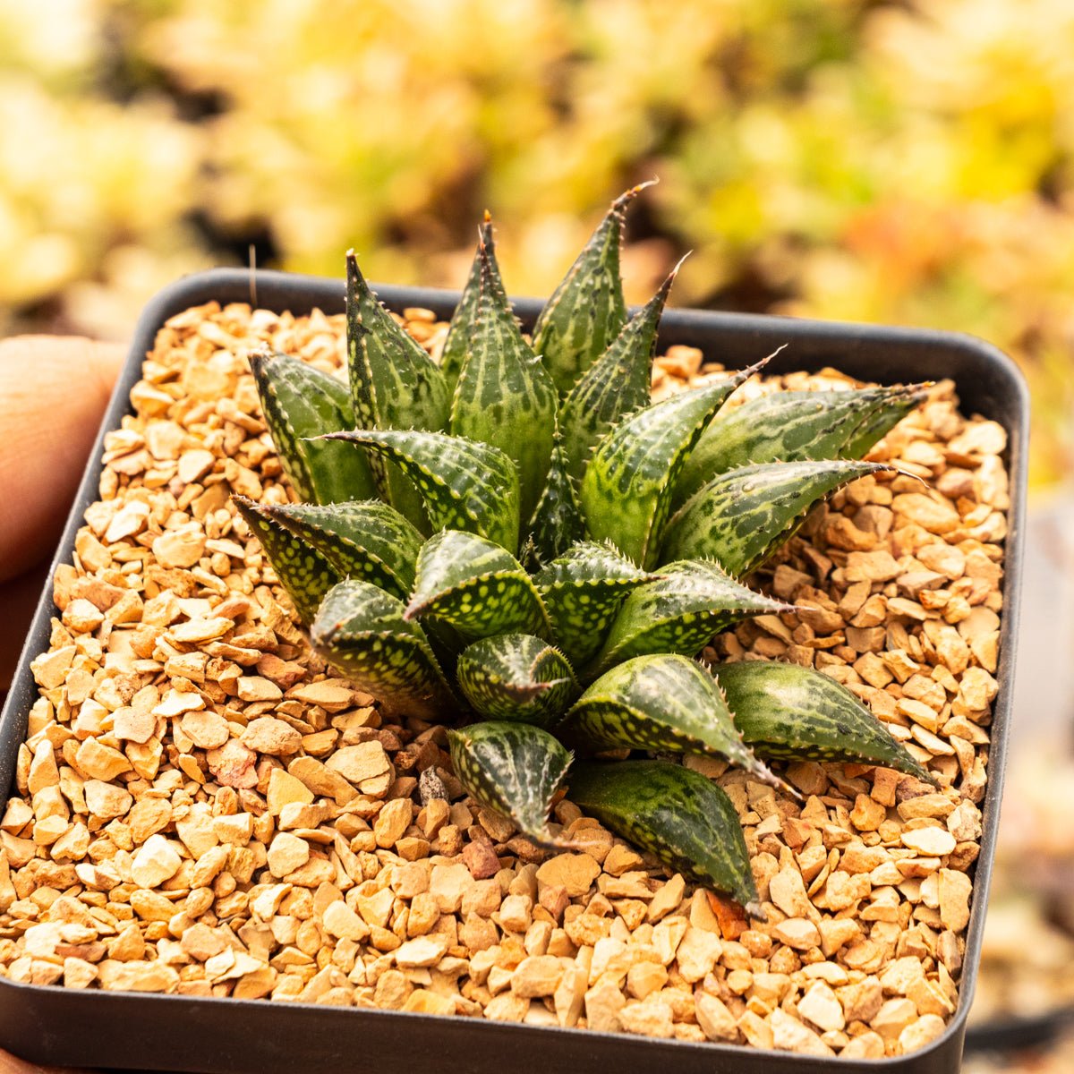 Haworthia mirabilis var. paradoxa - Vivid Root