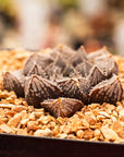 Haworthia 'Mirrorball' hybrid - Vivid Root
