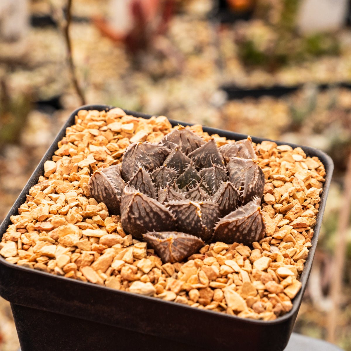 Haworthia 'Mirrorball' hybrid - Vivid Root