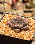 Haworthia 'Mirrorball' hybrid - Vivid Root