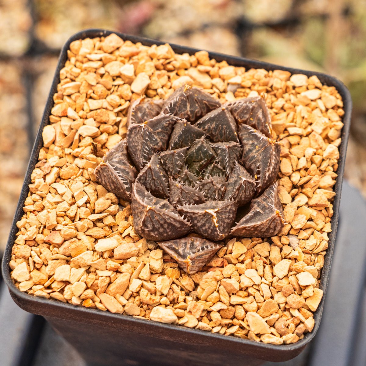Haworthia 'Mirrorball' hybrid - Vivid Root