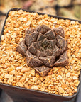Haworthia 'Mirrorball' hybrid - Vivid Root