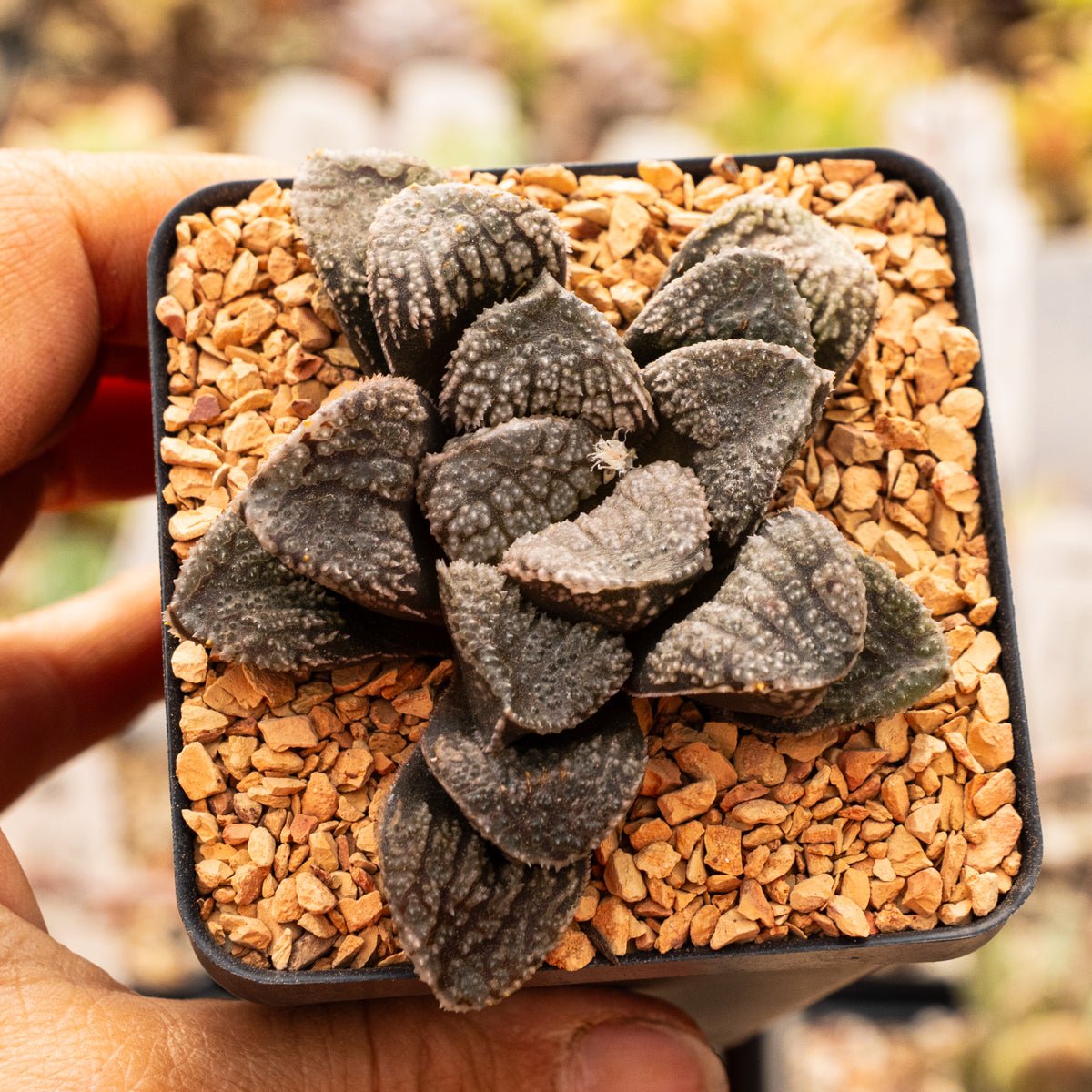 Haworthia 'Mordor' - Vivid Root