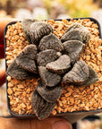 Haworthia 'Mordor' - Vivid Root