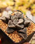Haworthia 'Mordor' - Vivid Root