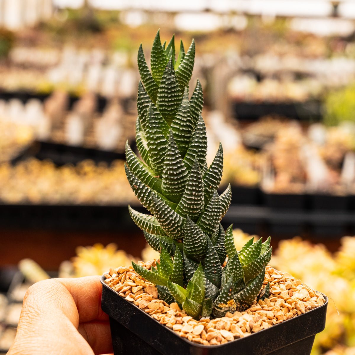 Haworthia reinwardtii - Vivid Root