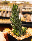 Haworthia reinwardtii - Vivid Root