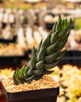Haworthia reinwardtii - Vivid Root