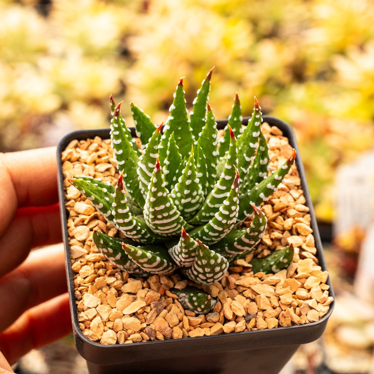 Haworthia reinwardtii f. chalumnensis - Vivid Root