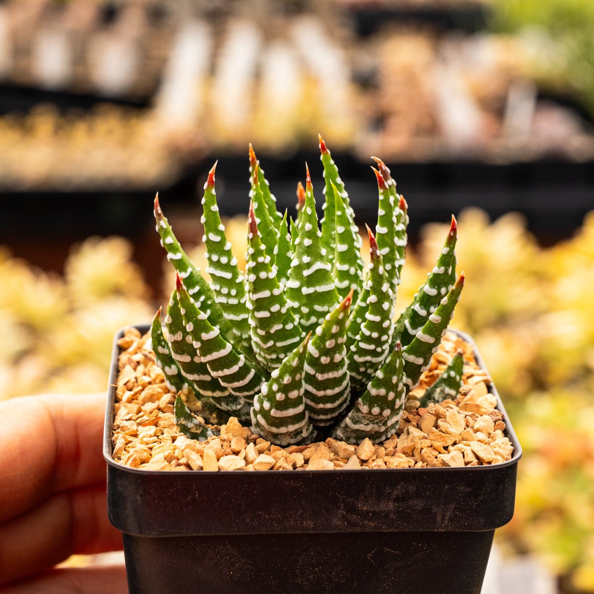 Haworthia reinwardtii f. chalumnensis - Vivid Root