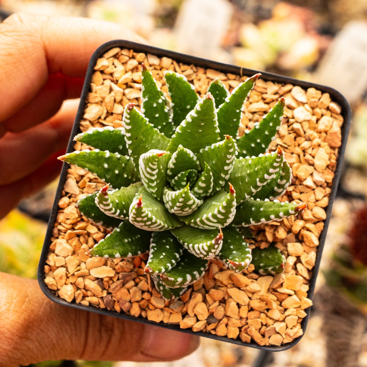 Haworthia reinwardtii f. chalumnensis - Vivid Root