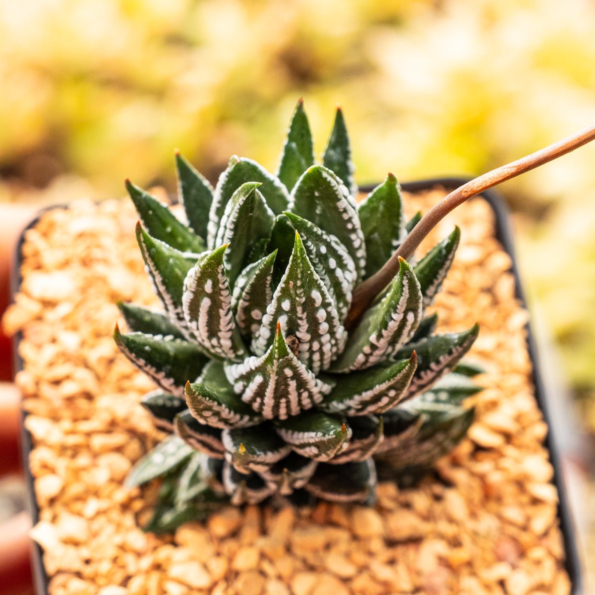 Haworthia reinwardtii f. kaffirdriftensis - Vivid Root