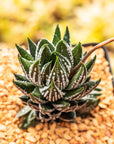 Haworthia reinwardtii f. kaffirdriftensis - Vivid Root