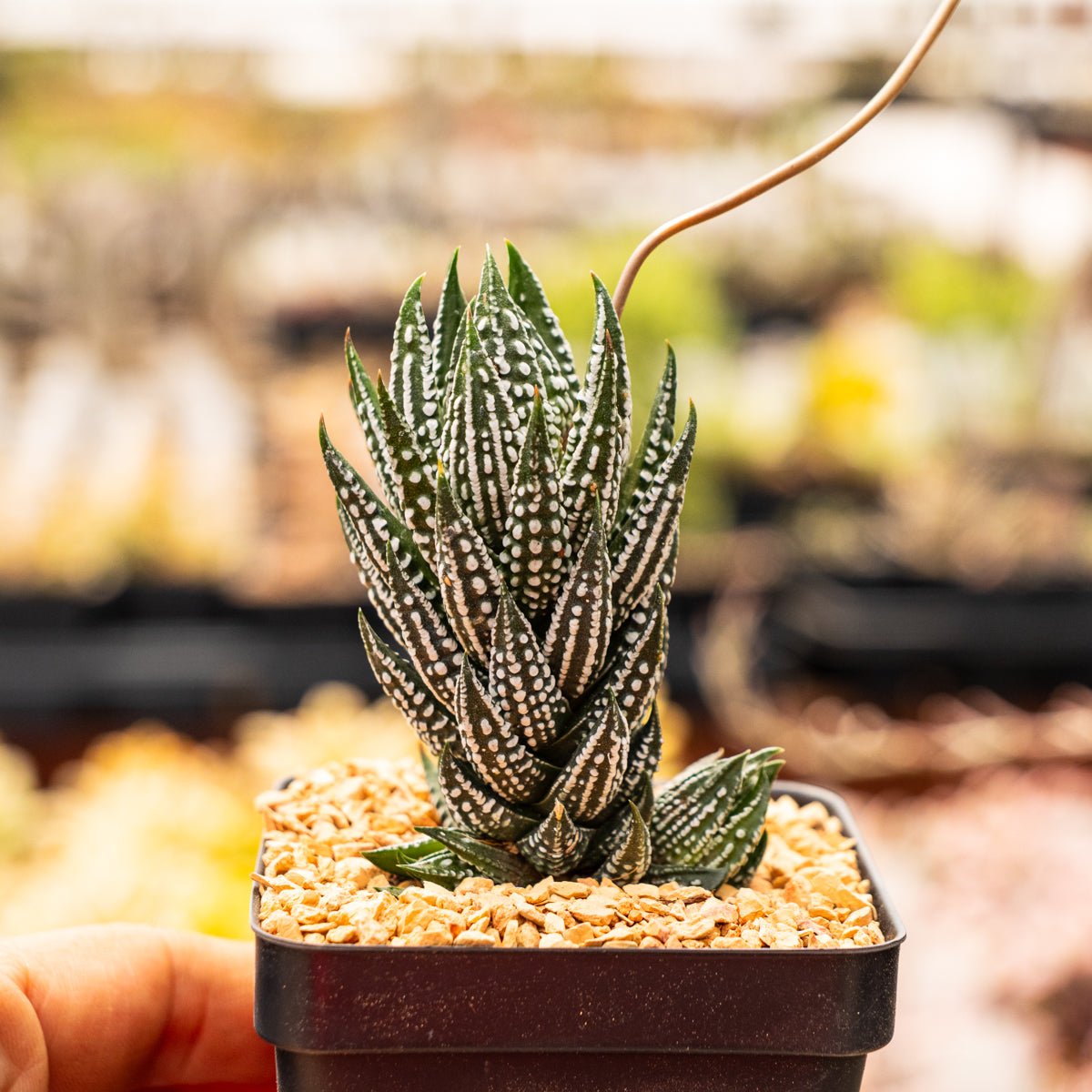 Haworthia reinwardtii f. kaffirdriftensis - Vivid Root
